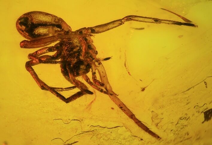 Fossil Spider (Aranea) In Baltic Amber #45127